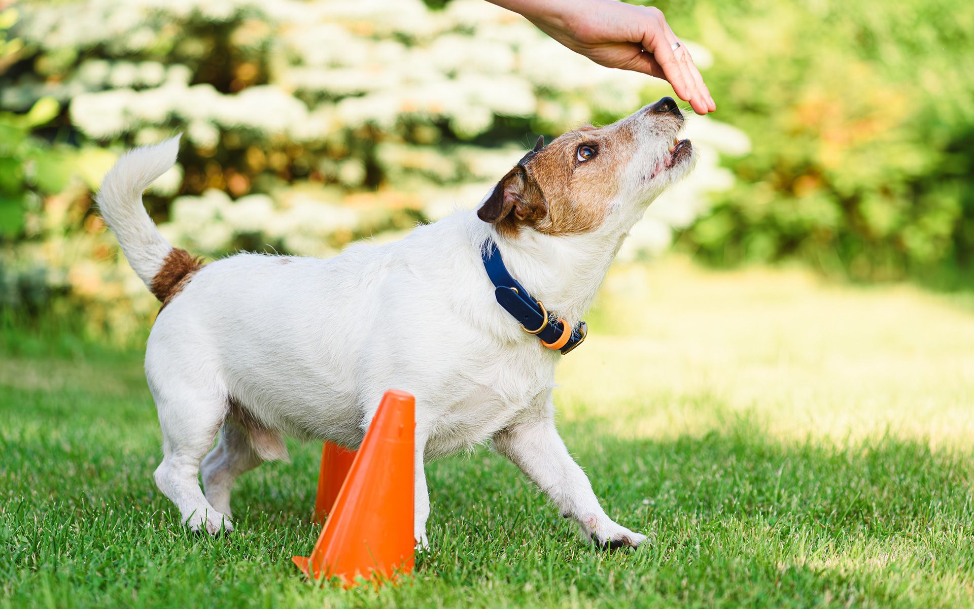White and brown dog being trained outdoors; person's hand reaching for dog's head. Orange cone in the grass.