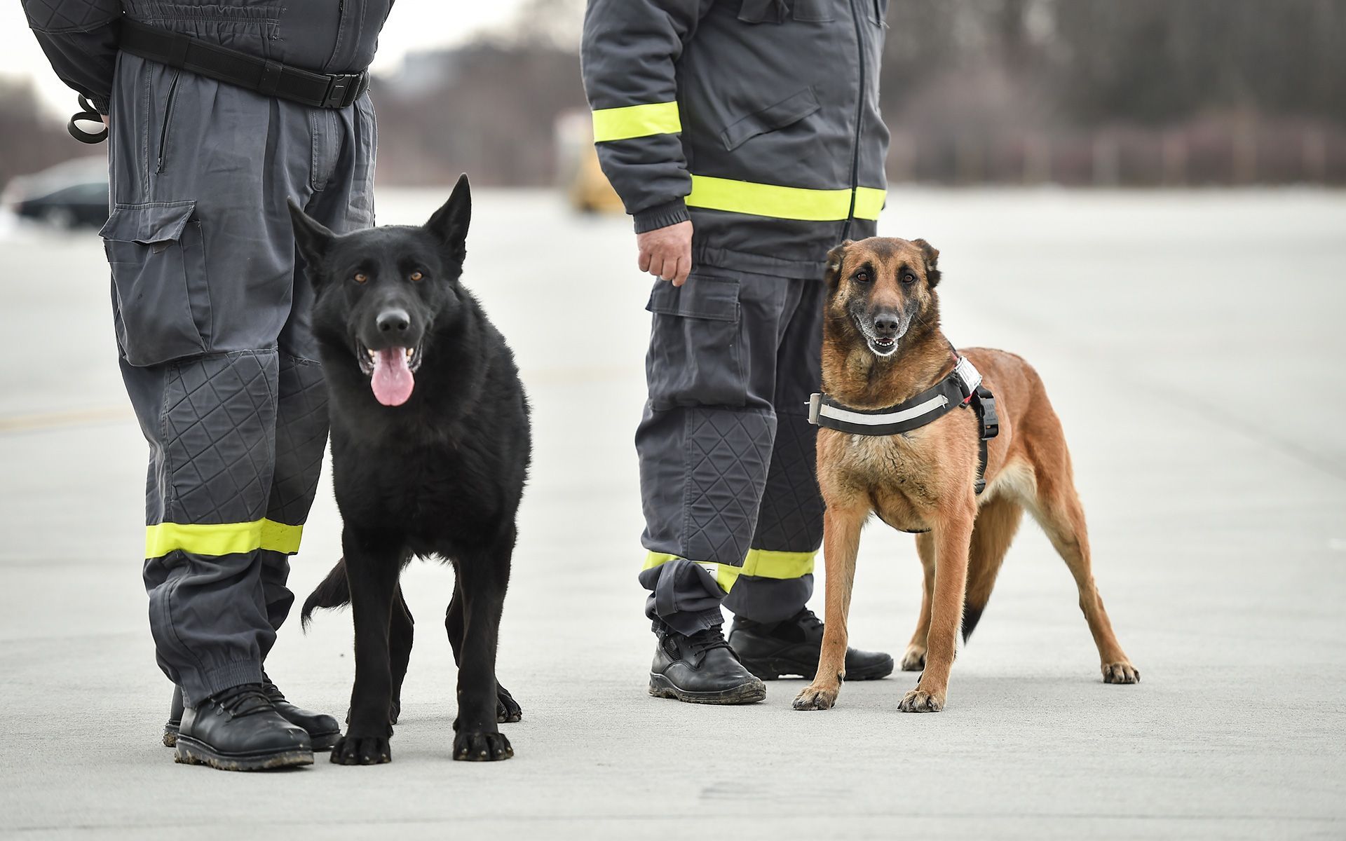 Two dogs, a black German Shepherd and a brown Belgian Malinois, stand with handlers in uniform on a paved surface.