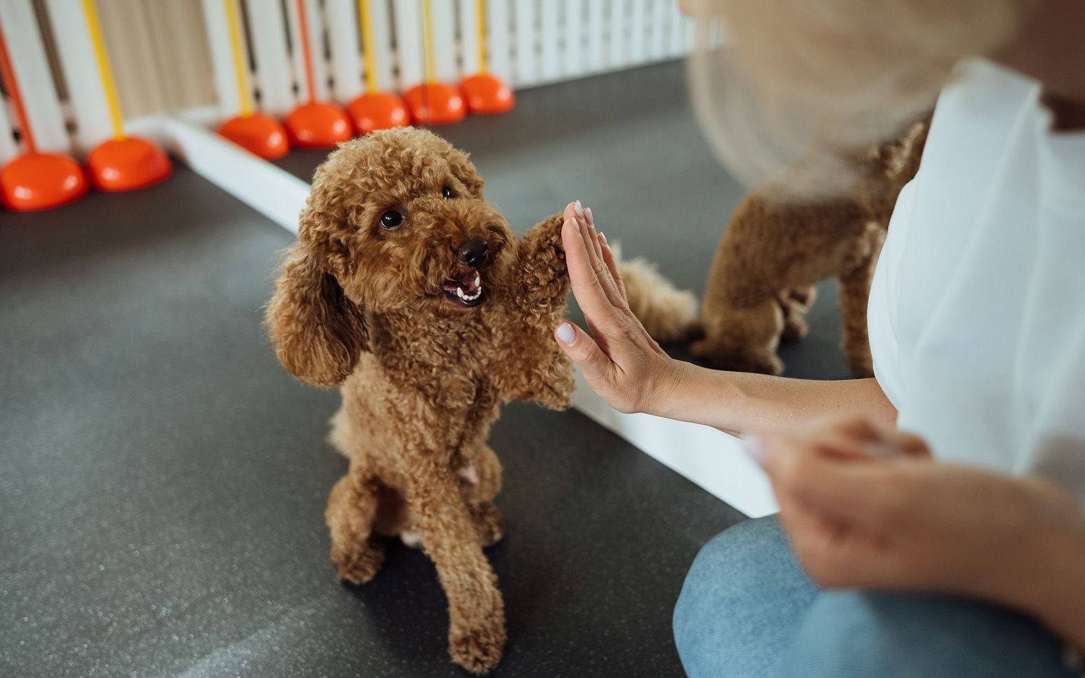 Brown poodle giving a high-five to a person indoors. Dog stands on its hind legs; person's hand meets its paw.