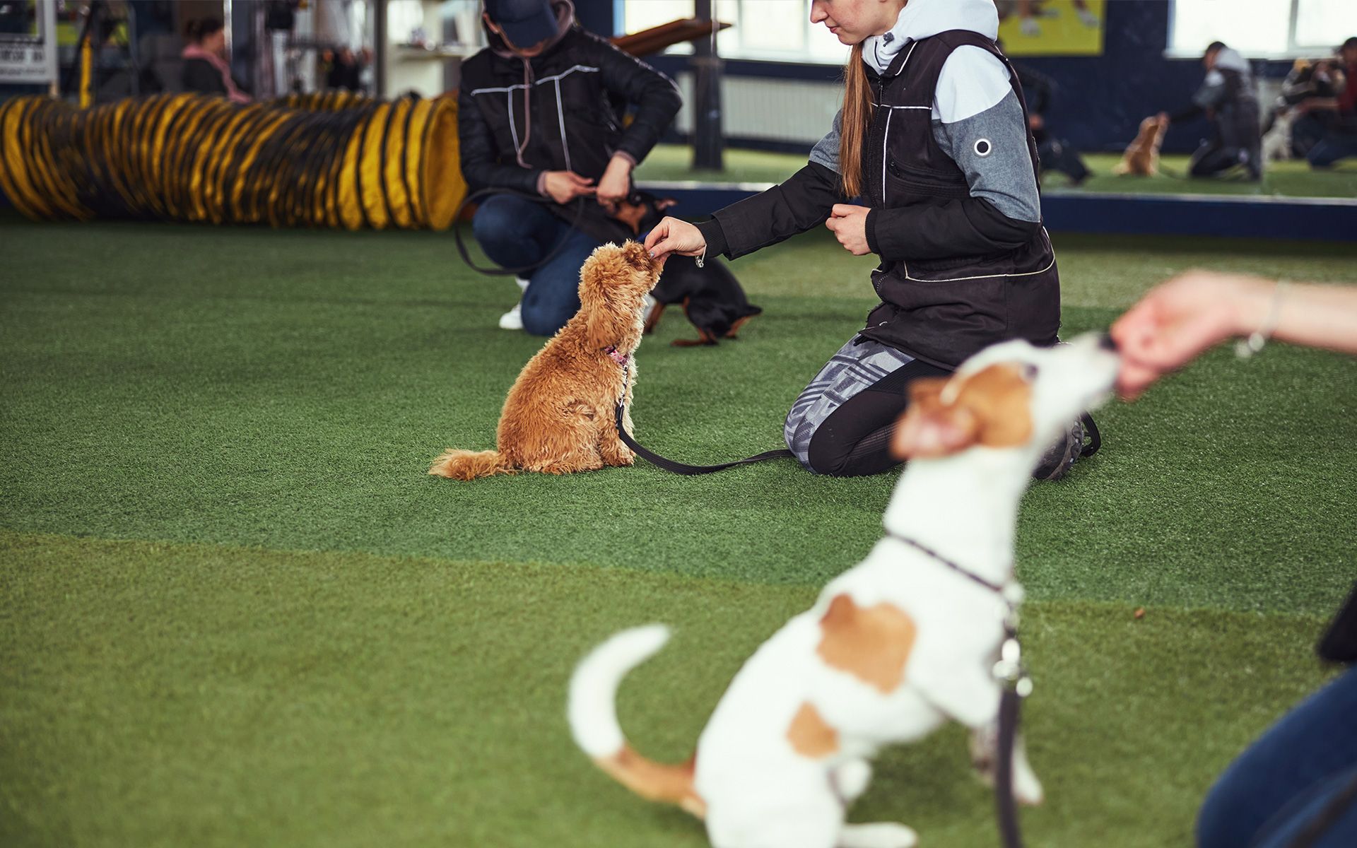 Two dogs being trained indoors; handler gives treats. One orange, one white and brown.