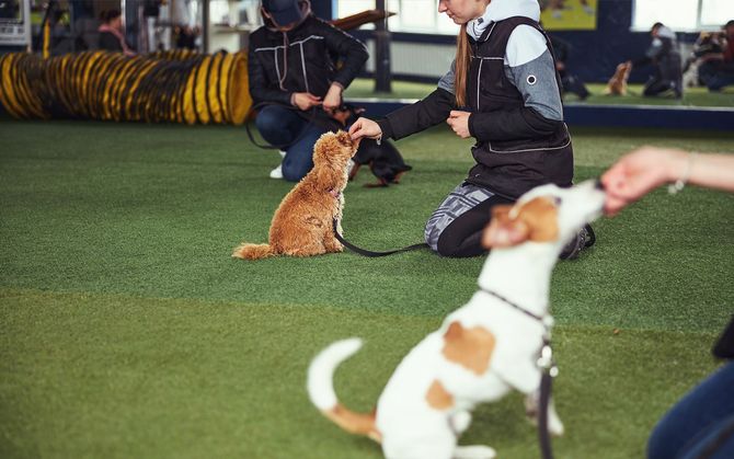 Two dogs on leashes receiving treats during training session; indoor green floor setting.