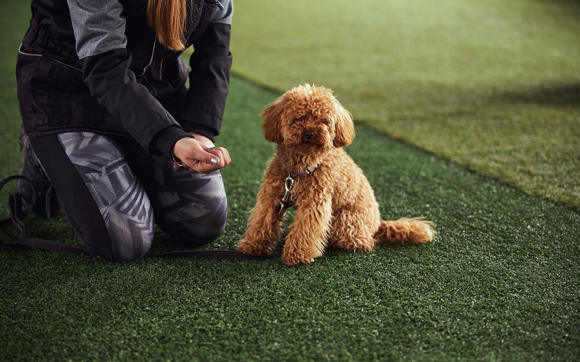 Woman kneeling, training a brown poodle on green turf.