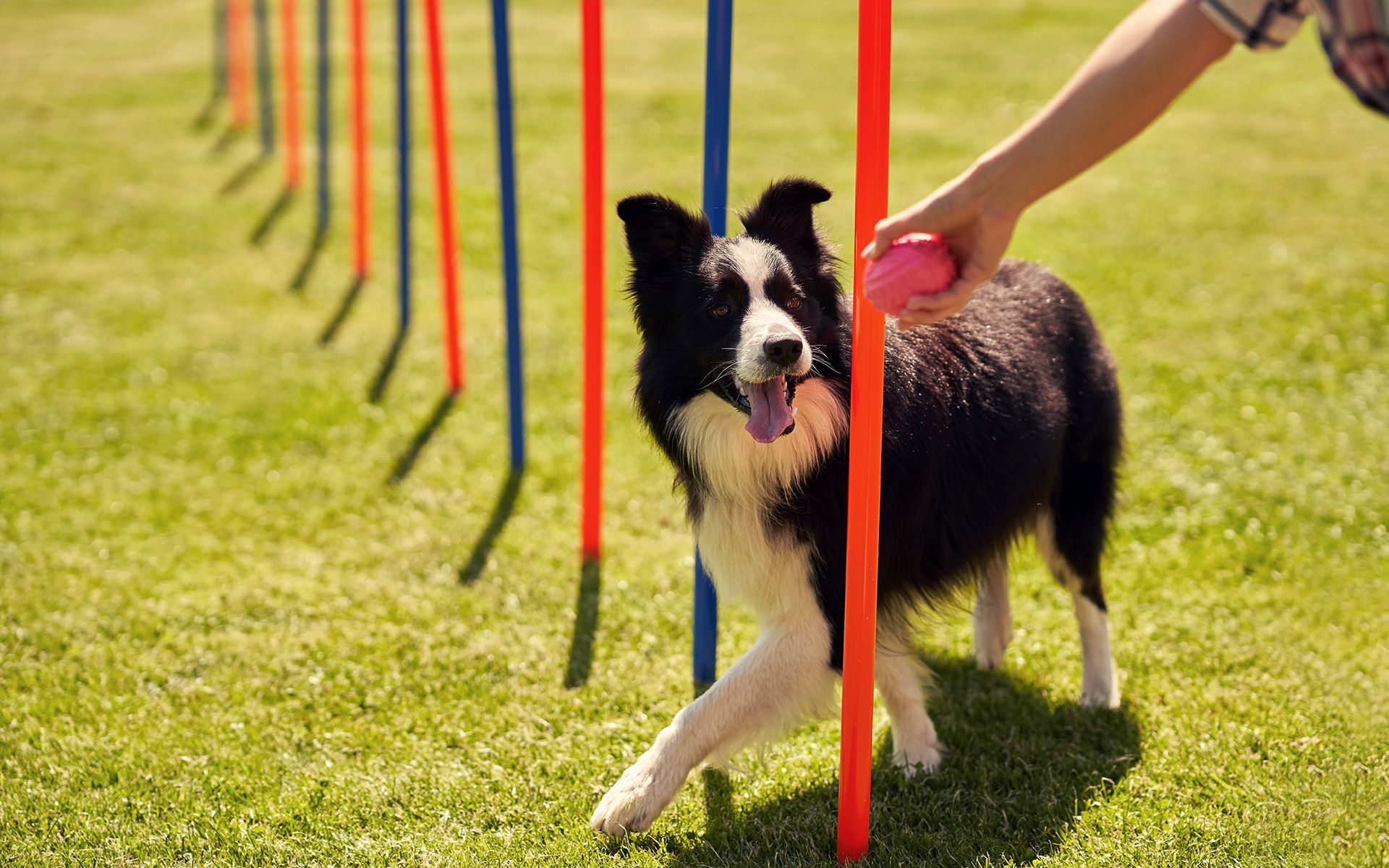 Border collie dog weaving through agility poles, being guided by a hand holding a pink ball.