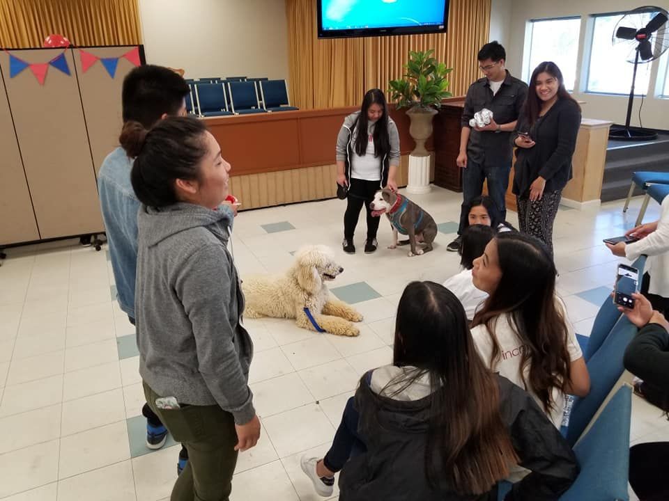 People in a room interact with therapy dogs.  Some sit while others stand and watch.
