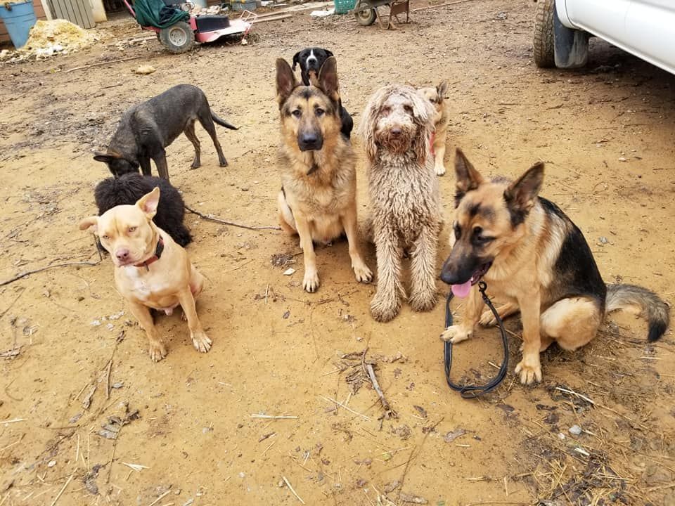 A group of dogs of various breeds sit on a dirt ground, some looking at the camera.