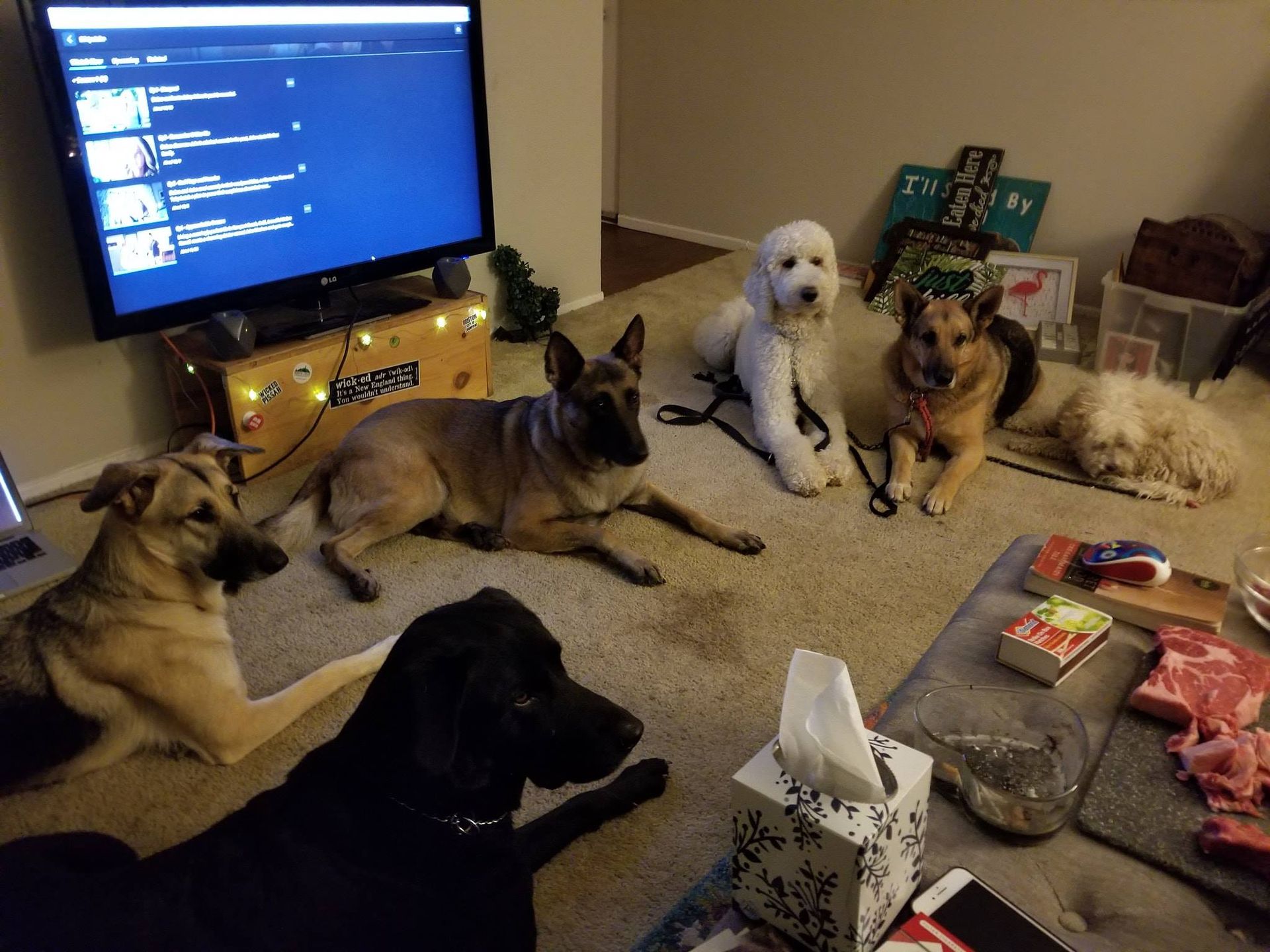 Six dogs of various breeds lounge in a living room, watching a TV with a lit screen.