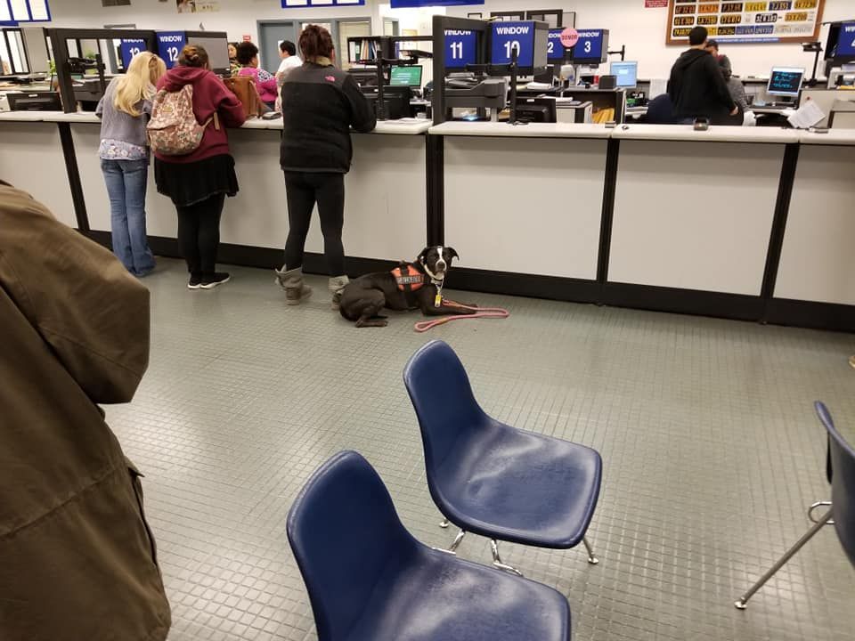 People line up at a DMV counter. A person and dog are on the floor. Blue chairs in foreground.