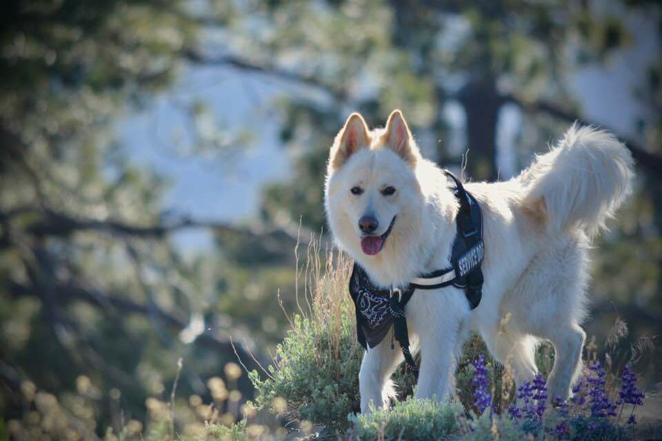 White dog with fluffy tail, wearing a vest, outdoors, smiling.