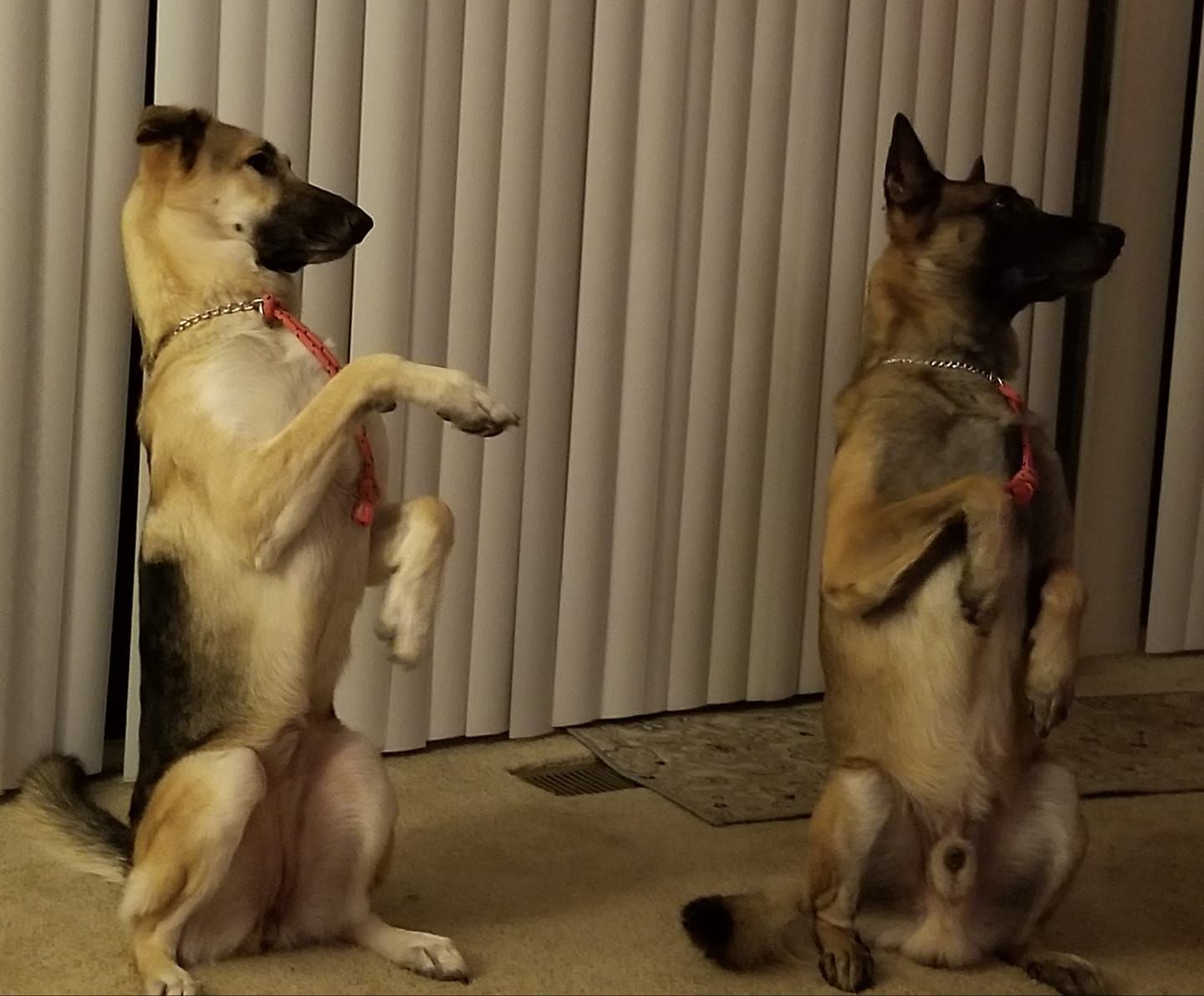 Simple Dog Behavior Training Tips Owners Should Know