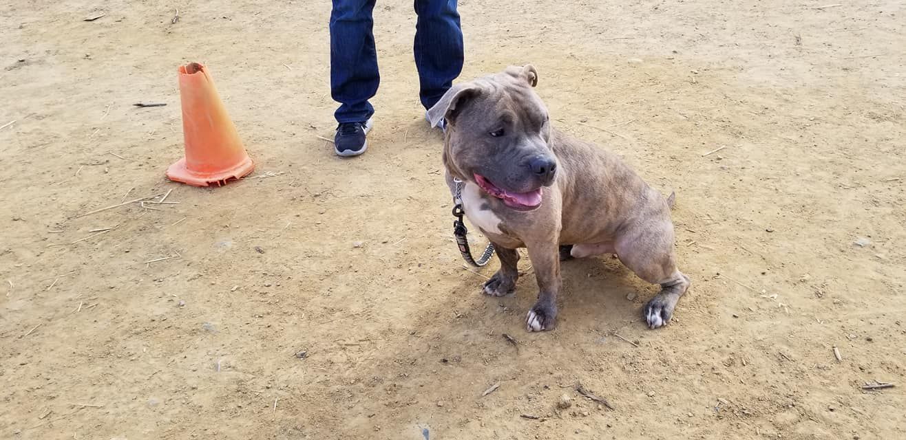 A brown dog with a red collar is near a person wearing jeans and an orange cone, outdoors.