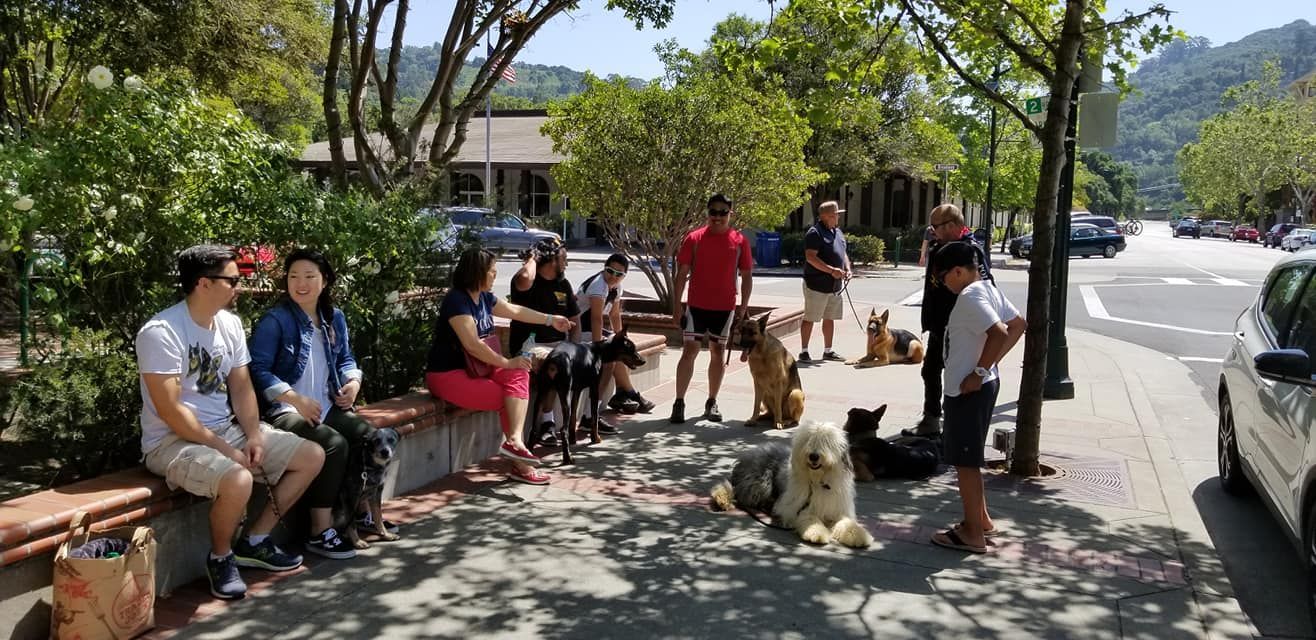People and dogs gathered on a street corner, with buildings, trees, and a mountain in the background.