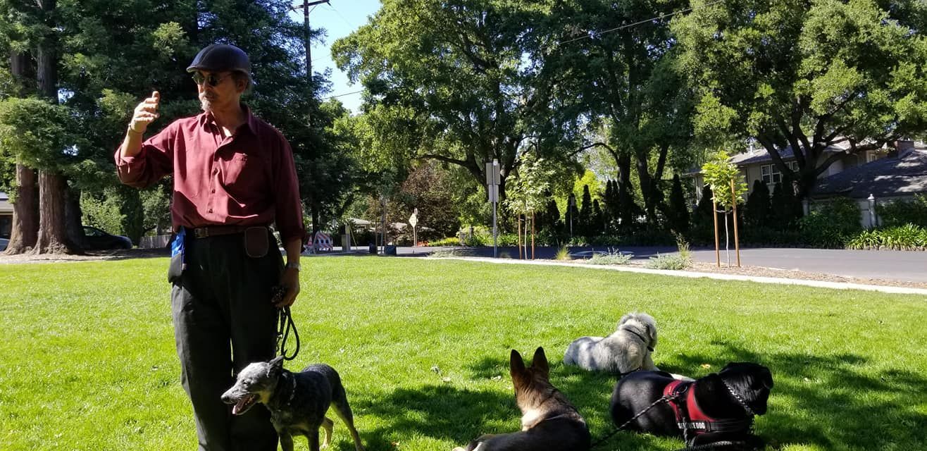 A person with four dogs on a grassy field. The person gives a thumbs up under a sunny sky.
