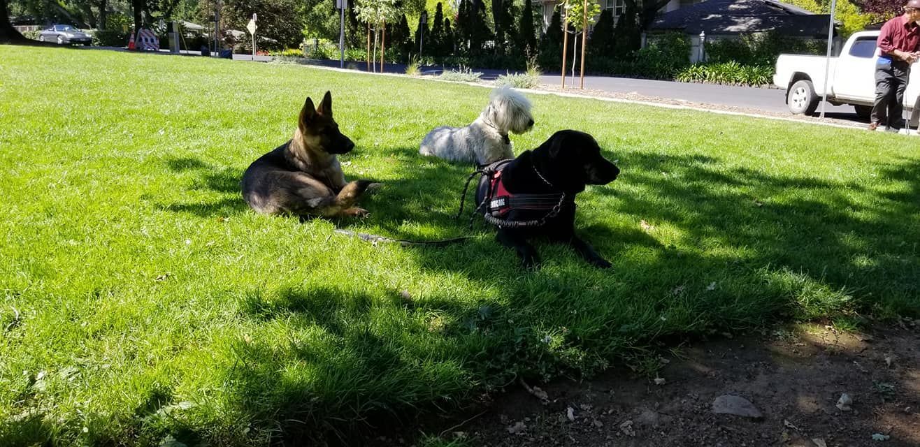 Three dogs relaxing on a grassy area in a park; a German Shepherd, a white dog, and a black lab.