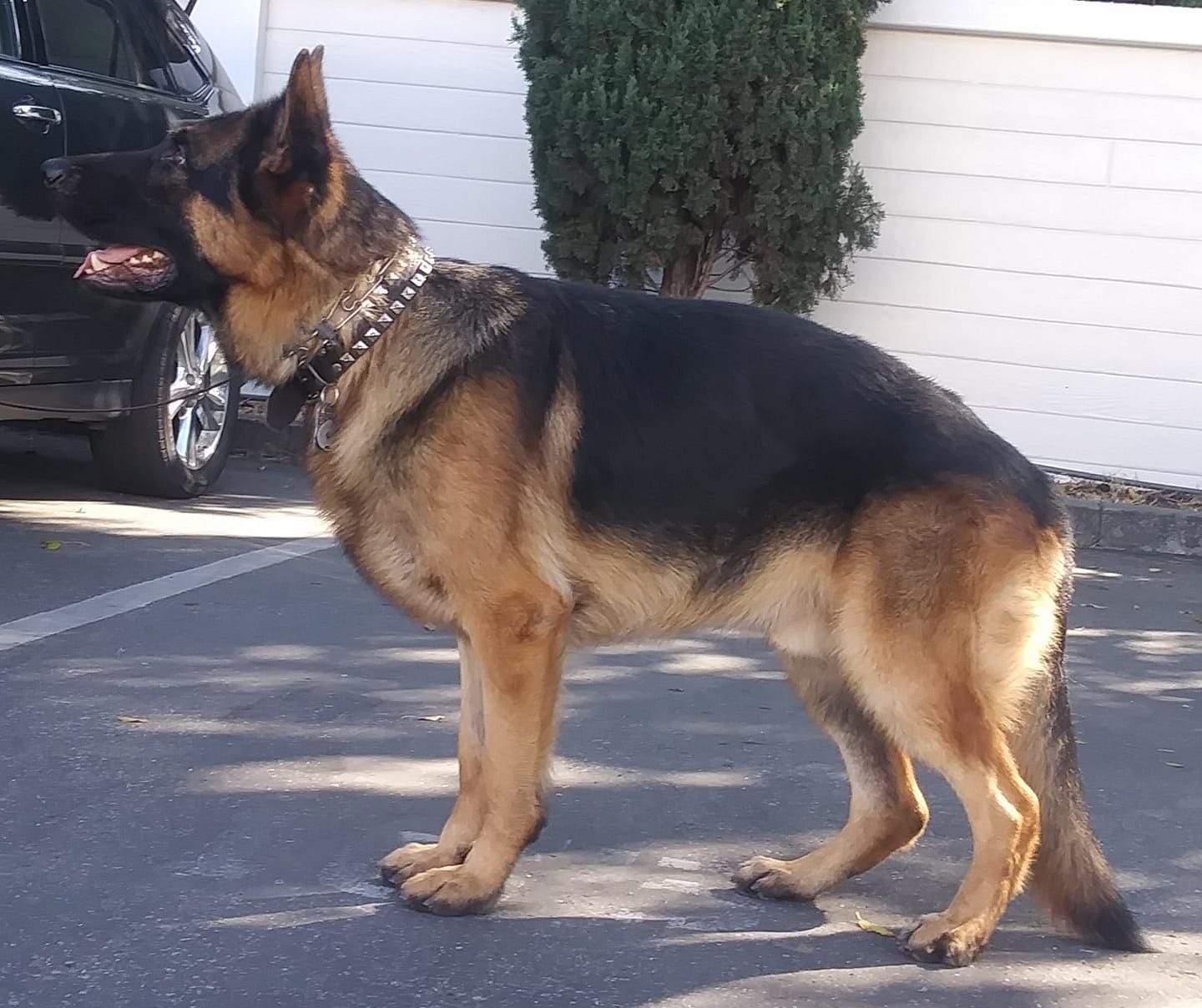 German Shepherd dog standing in a parking lot, black and tan fur, looking left.