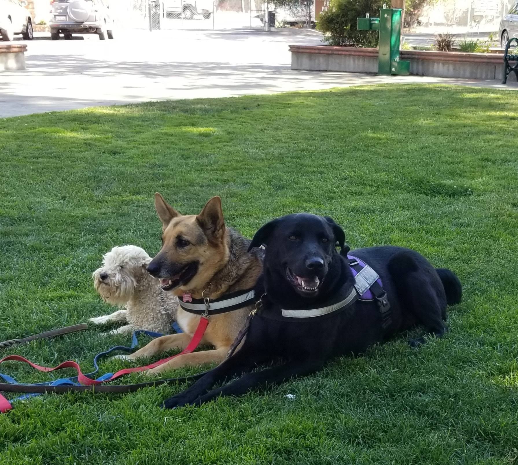 Three dogs on a green lawn, the middle one tan, the others white and black, all wearing harnesses.