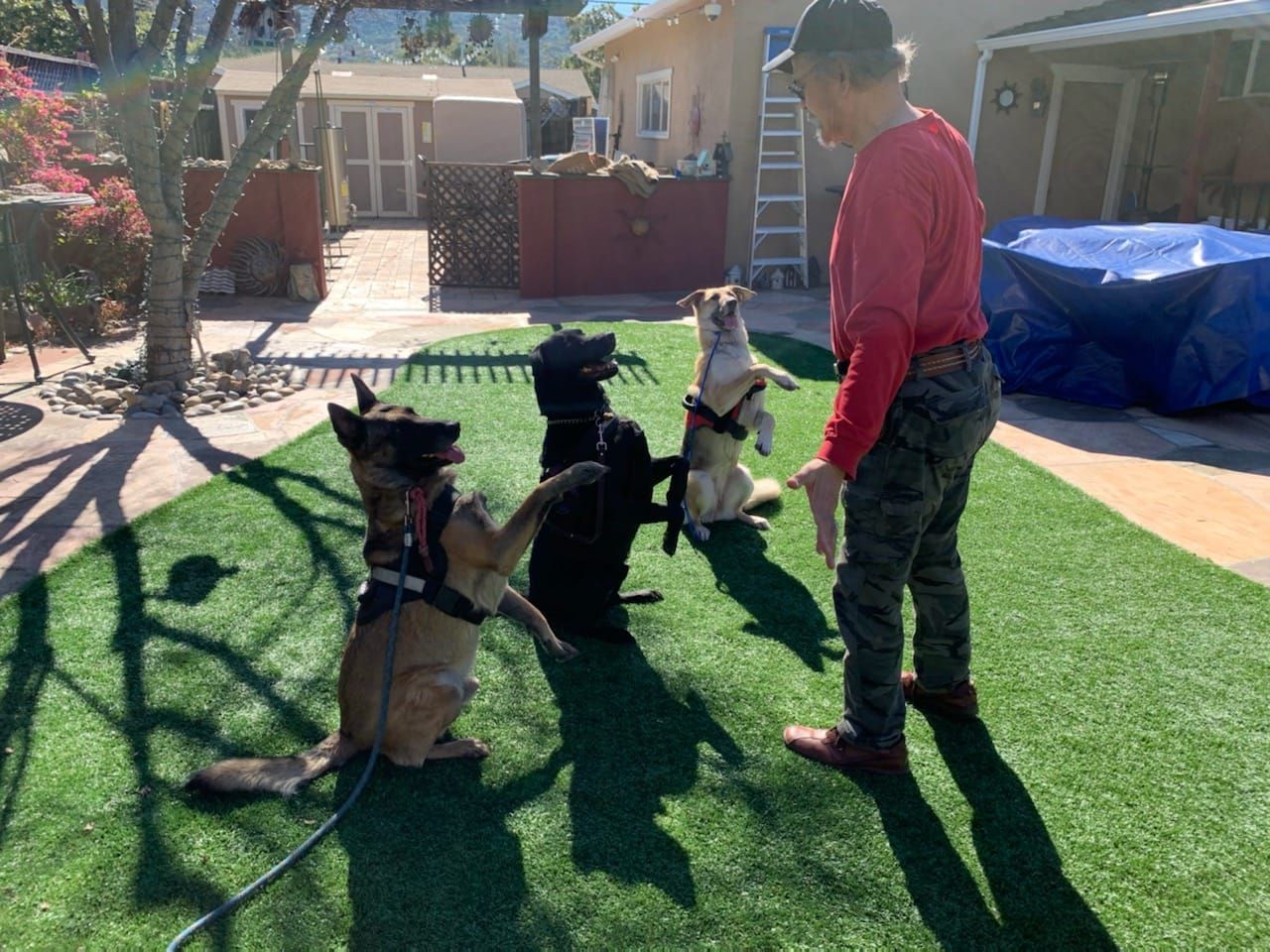 Person training three dogs on green turf; dogs are sitting, standing, and jumping.