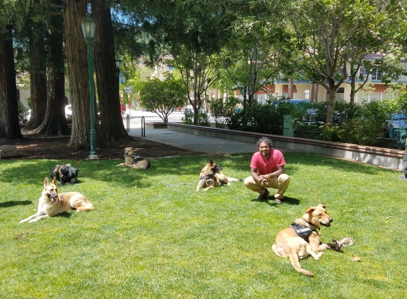 Man kneeling among several dogs relaxing on a grassy lawn in a park setting.