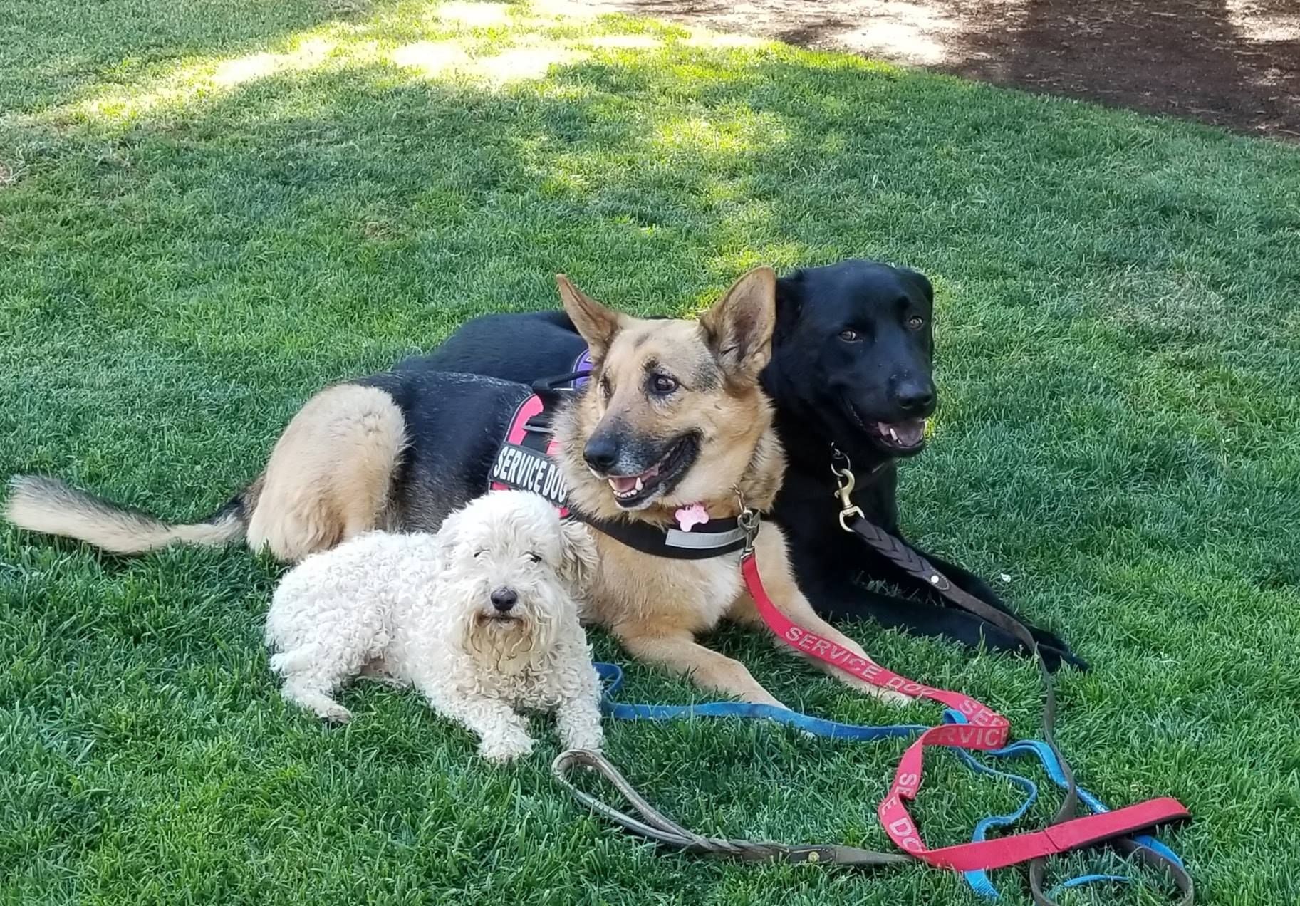 Three dogs lying on green grass: a white fluffy dog, a German Shepherd, and a black Labrador.