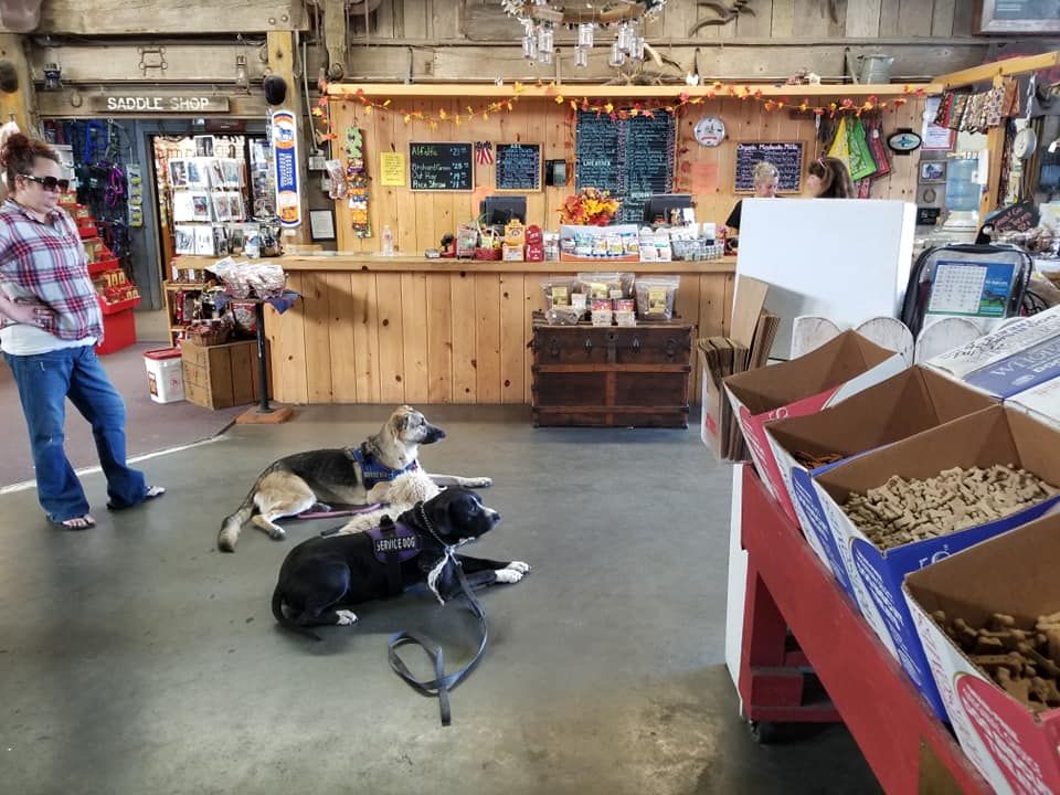 Woman and two dogs inside a store with a counter. Dogs are lying on the floor, woman is standing.