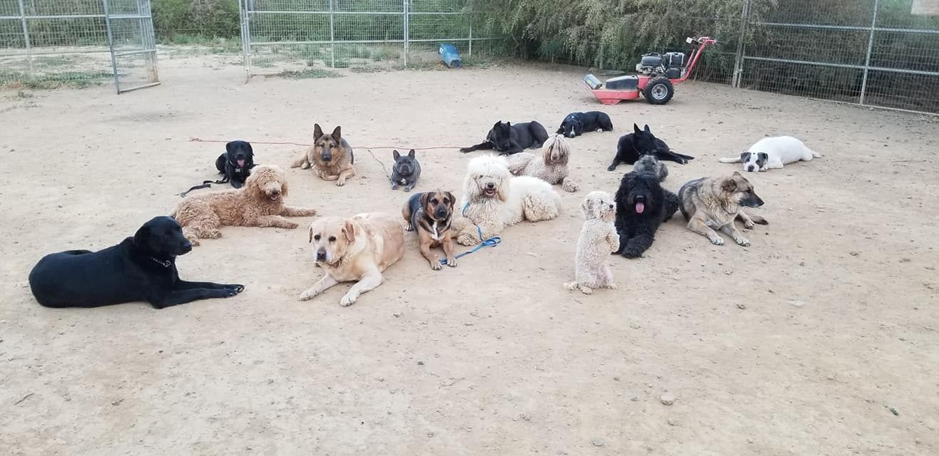 A group of dogs of various breeds and colors laying on sand, with a lawnmower in the background.