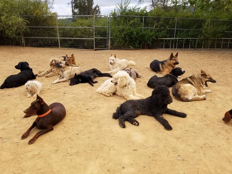 Group of dogs resting on sand in an outdoor enclosure, diverse breeds, various colors, relaxed.