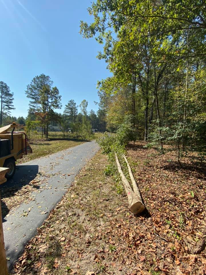 Tree On The Ground - Charles City, VA - Bottoms Bridge Tree Service