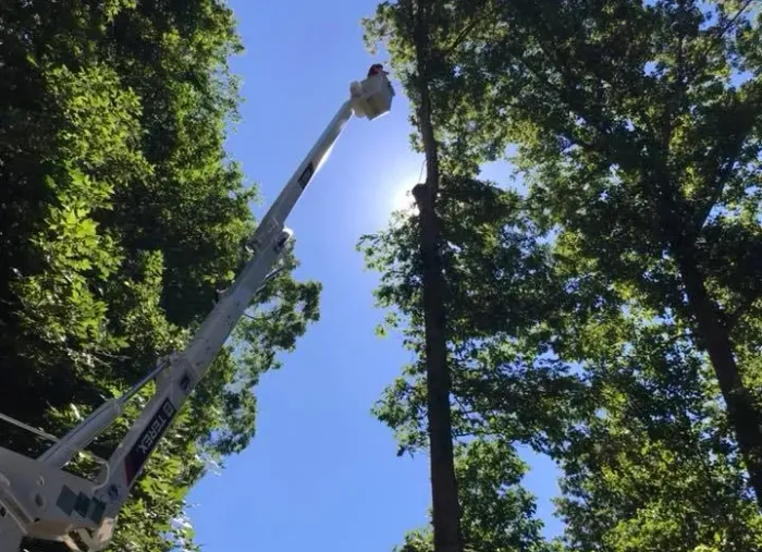 Tree Services - Charles City, VA - Bottoms Bridge Tree Service