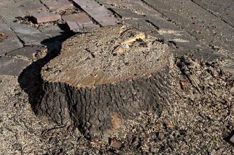 Stump Grinding & Removal - Charles City, VA - Bottoms Bridge Tree Service Inc 