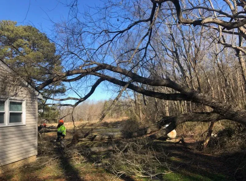 Tree Almost Fall On The Ground - Charles City, VA - Bottoms Bridge Tree Service