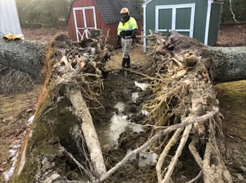 A Big Tree Was Pulled Out Of The Ground - Charles City, VA - Bottoms Bridge Tree Service