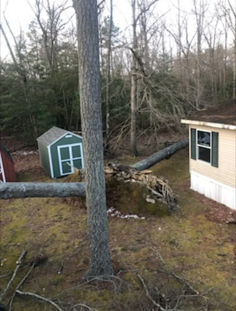 Tree Falls On The Ground - Charles City, VA - Bottoms Bridge Tree Service