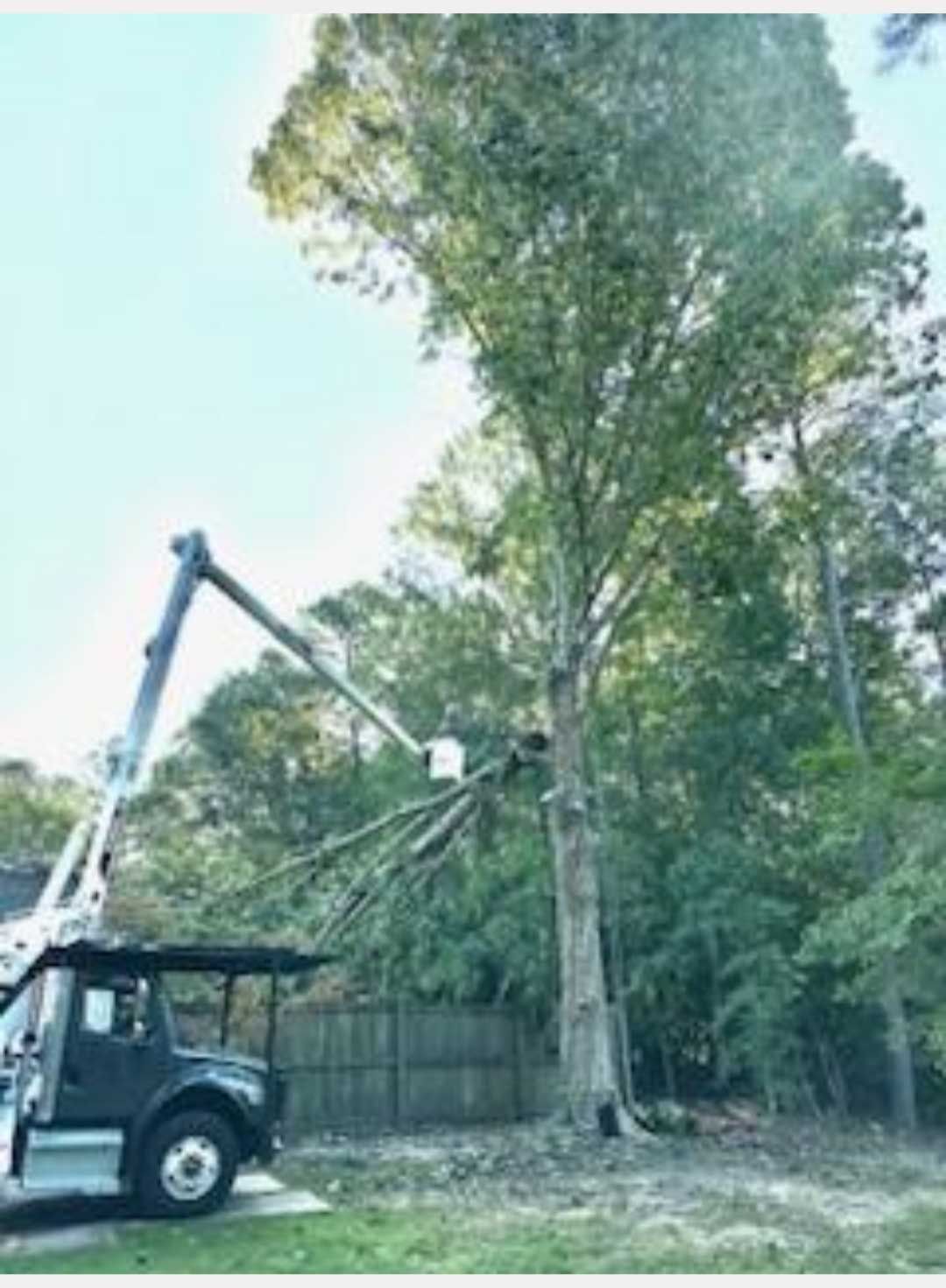 A tree cutting truck is cutting a tree in a yard.