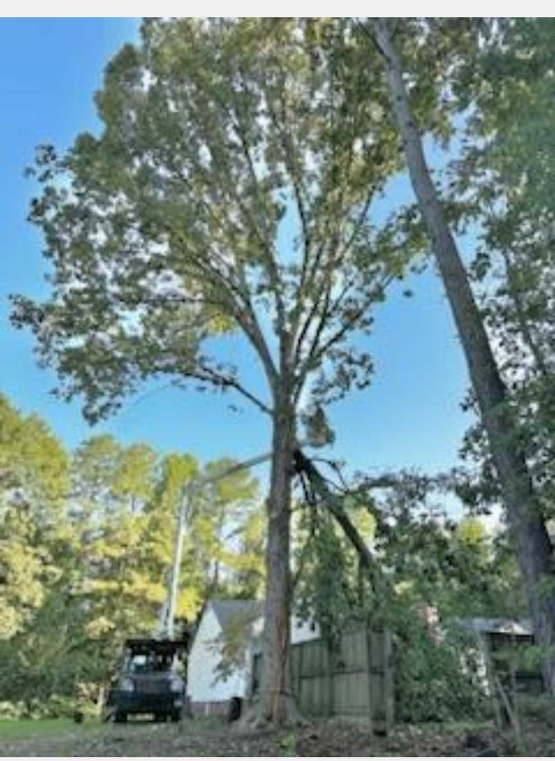 A car is parked in front of a large tree.