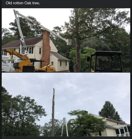 Before And After Cutting Branches Tree - Charles City, VA - Bottoms Bridge Tree Service