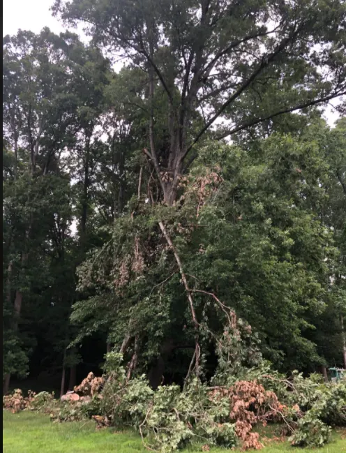 Storm Damaged Willow Tree Branch - Charles City, VA - Bottoms Bridge Tree Service