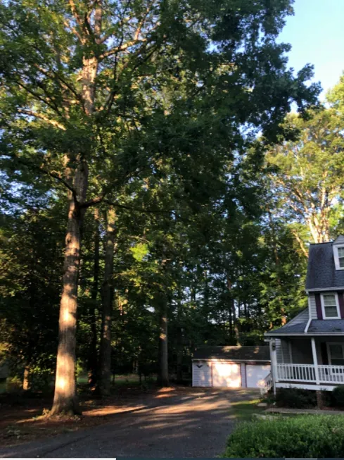 Green Trees - Charles City, VA - Bottoms Bridge Tree Service