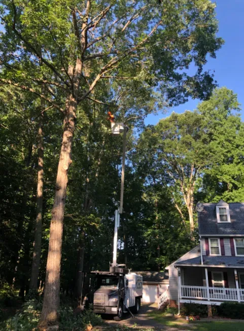Cutting The Tree In The Yard - Charles City, VA - Bottoms Bridge Tree Service