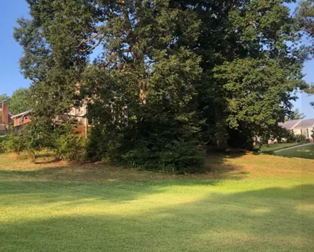 Grass Background In A Park - Charles City, VA - Bottoms Bridge Tree Service