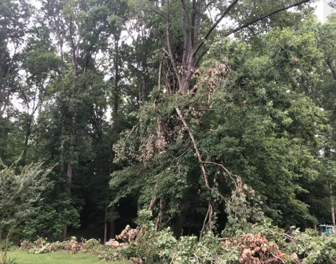 The Tree Before Cutting The Branches - Charles City, VA - Bottoms Bridge Tree Service