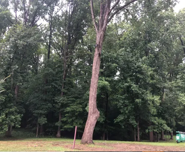 Tree After Cutting Branches - Charles City, VA - Bottoms Bridge Tree Service