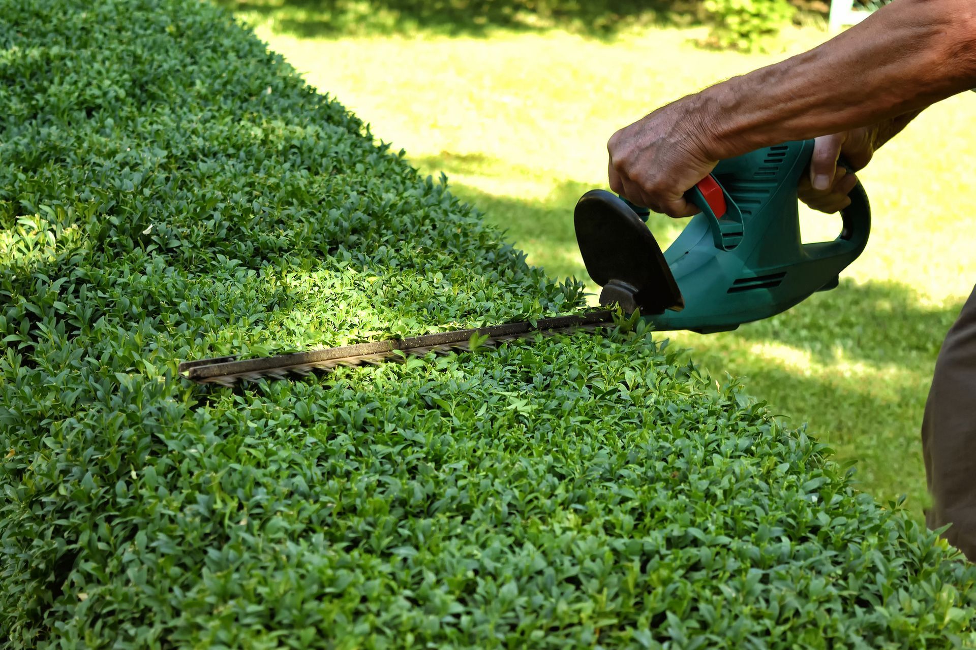 Person trimming a green hedge with a teal electric hedge trimmer outdoors