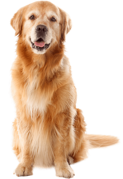 A golden retriever dog is sitting on a white background and smiling.