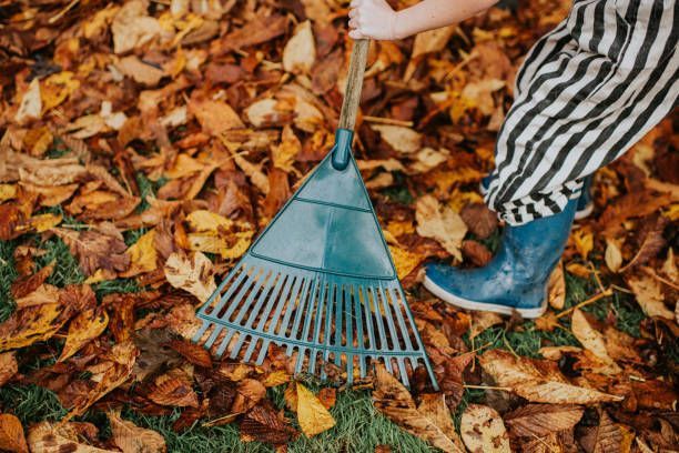 A child is raking leaves on the ground with a rake.