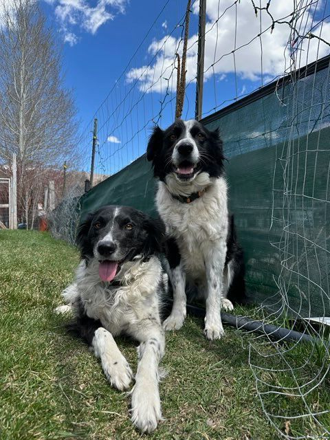 Two black and white dogs are laying in the grass next to a fence.