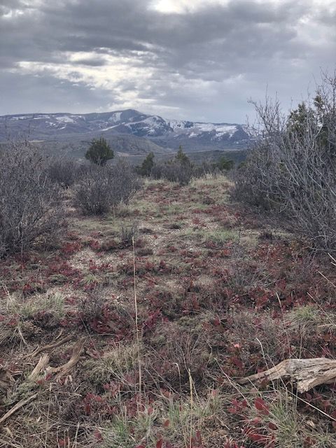 A field with a mountain in the background and a few trees in the foreground.