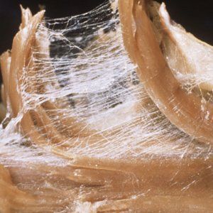 Muscles during Rolfing