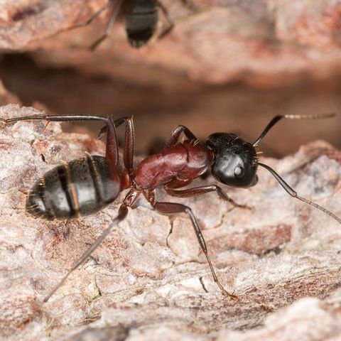 Carpenter ant — Common pest problems in Fort Collins, CO