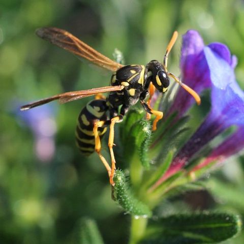 European paper wasp — Common pest problems in Fort Collins, CO