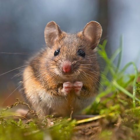 Mice — Common pest problems in Fort Collins, CO