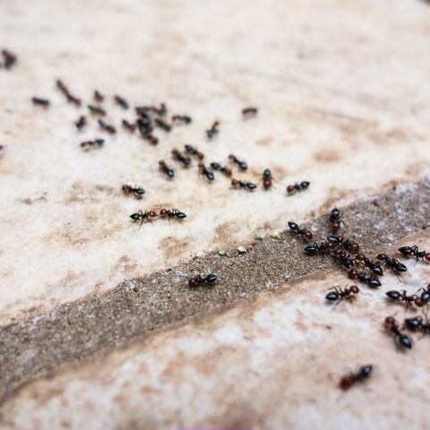 Pavement ant — Common pest problems in Fort Collins, CO